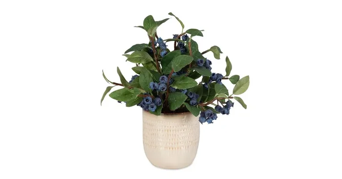 Blueberry Fields Accent