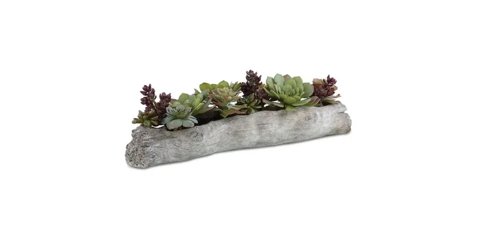 Charita Succulents