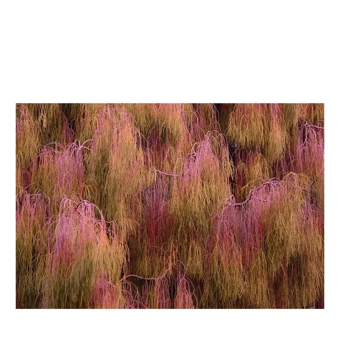 Salice Photographic Print