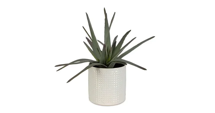 Taos Aloe Centerpiece