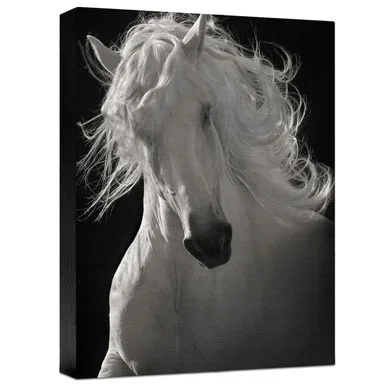 The Lusitano Dancer Gallery Wrapped Canvas