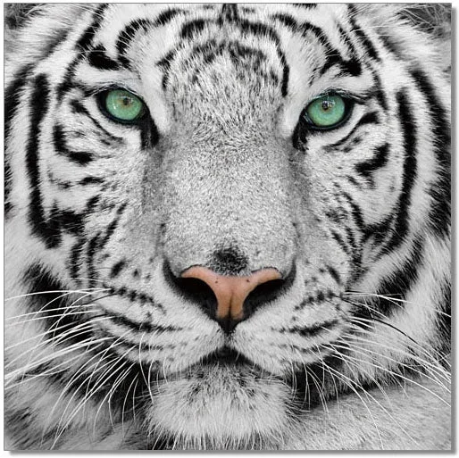 Wall Art Black & White Tiger 18189 By J&M
