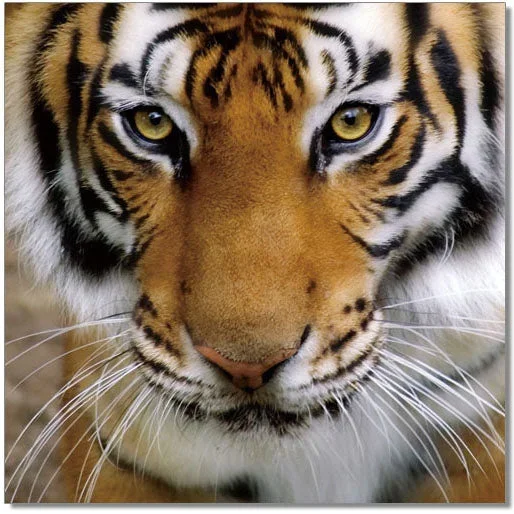 Wall Art Tiger 18188 By J&M