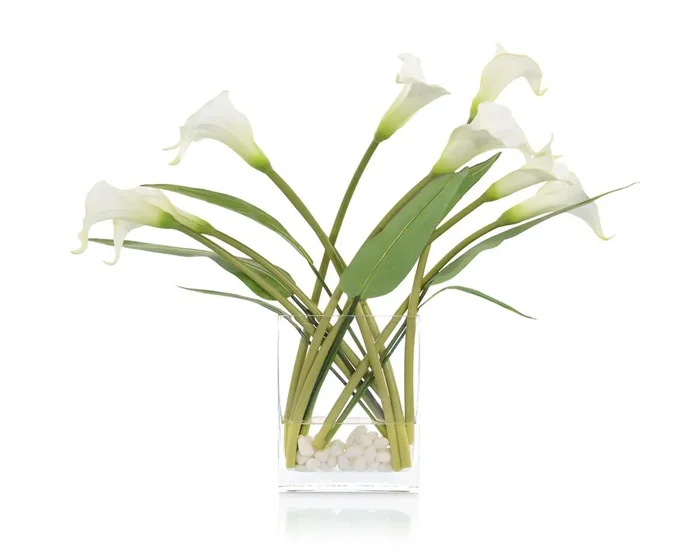 Windblown Callas